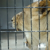 甲府の「遊亀公園附属動物園」