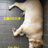 ひんやりマット