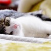 AIがピックアップ　かわいい＆癒される動画
