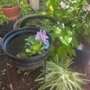 紫のはなは水面の布袋草