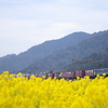 能登川の菜の花畑で5087レを撮る　開業したての北陸新幹線 乗り鉄遠征③