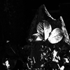 OLYMPUSのコンデジ 「XZ-10」で2017年1月7日までに撮影した写真を紹介します。早咲きのコウバイの花をモノクロで撮りました