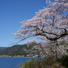 海津大崎の桜