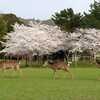 鹿と桜（17景）【しるしなき音をも鳴く哉うぐひすの今年のみちる花ならなくに 躬恒】『古今和歌集』