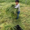 【親バカ】息子も牧草の収穫を手伝ってくれてます