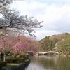 薬師池公園の春模様。。