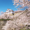 2025年の津山さくらまつり - 歴史と桜が織りなす美作の春