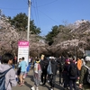 2026あおもり桜マラソン参戦記