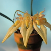 Bulbophyllum annandalei ( Yellow Type)