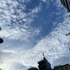 きなこ、お留守番モードになる