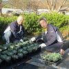 花壇の植え替え