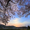 桜🌸と朝焼け空と夕日