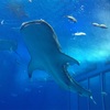 19w3d  憧れの美ら海水族館【過去記録】