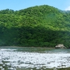 じじぃの「ウミショウブ・大潮の日の神秘的な刺激！植物のあっぱれな生き方」