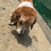 老犬ホームあん｜新人さん カポ^^