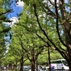 緑の外苑でランチ -Royal Garden Cafe AOYAMA- / Art&Architecture＃485