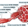 超回復と筋肥大ってなに⁇栄養と休息の重要性！