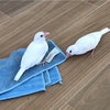 「文鳥たちとの暮らし」のスタートを振り返って①