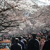 上野〜谷中を桜散歩