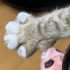 猫の手で癒されたい☆