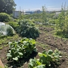 畑で野菜を作り始めたきっかけ