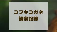 コフキコガネ類｜昆虫綱 コウチュウ目 コガネムシ科