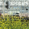 菜の花をいれて貨物列車の撮影