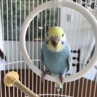 自作できる セキセイインコのおもちゃは自作してもよし セキセイインコの飼い主はじめました 自作できる セキセイインコのおもちゃは自作してもよし セキセイインコの飼い主はじめました