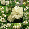 トキンバラと白い花々