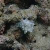 モルディブで珊瑚の白化が始まりました
