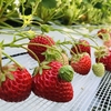 完熟いちご🍓狩り情報　4月11日(土)開園日です‼️✨🍀本日より入園料改定します‼️