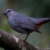 ベリーズ　ベリーズズーに集まる野鳥たち