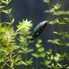 ガムシ Hydrophilus acuminatus