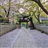 中院・八重しだれ桜ー川越週末散歩