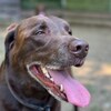 老犬ホームあん｜新人さん ルパン・レオン^^