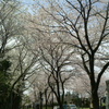 桜満開！
