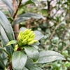 春の予感〜散歩の花〜