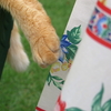 ６月１２日　千葉県の松山庭園美術館の猫さまに会いに行く４