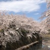 世界へ誇る桜が見れる穴場スポット IN 東京