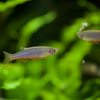 パールダニオ Danio albolineatus