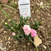 また咲いてくれました🌷