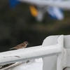 スズメ Eurasian Tree Sparrow