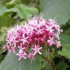 道端の花