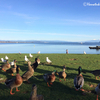 鶏に餌をやる女（NZ）