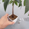 竹串ぐりぐり
