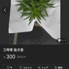 三時草開花