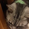 お客様のお姿をご紹介(ΦωΦ)：ドット柄グリーン・猫用バンダナ風首輪（角カンあり）／子猫から成猫 