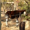 よこはま動物園ズーラシア