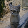 ベルリン動物園のスナネコちゃんがかわいすぎる♡