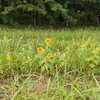 雑草の中に小さなひまわり